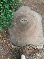 Wie alt der Baum wohl war?