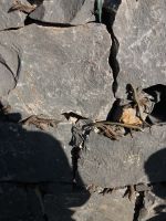 kleine Kletterkünstler