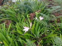 1. Levada-Wanderung im Paradiestal (8).jpg