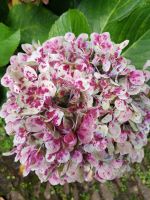 Funchal-Tropischer Garten (14).jpg