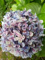 Funchal-Tropischer Garten (15).jpg