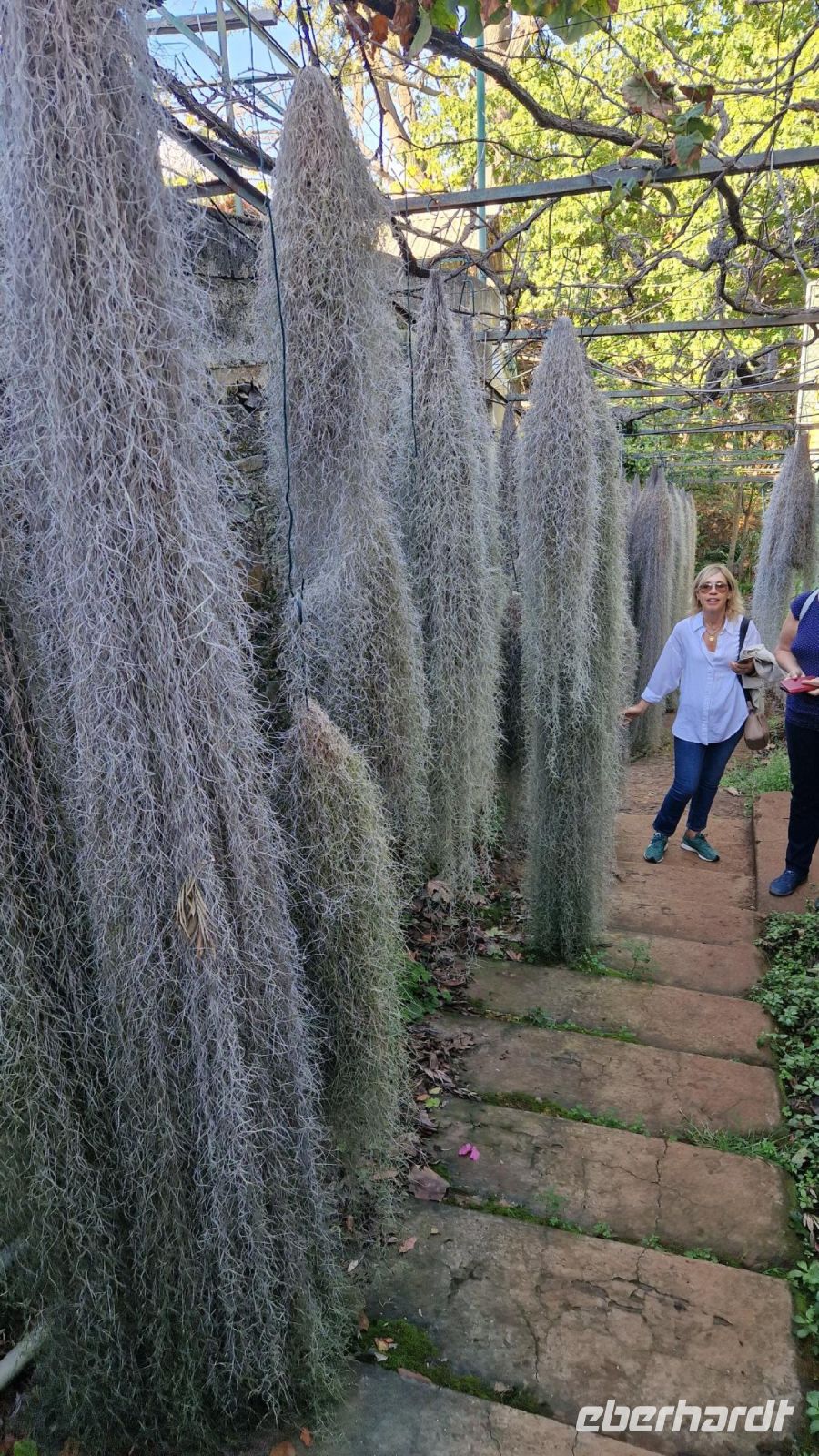 8-3_Orchideengarten Quinta da Boa Vista.jpg