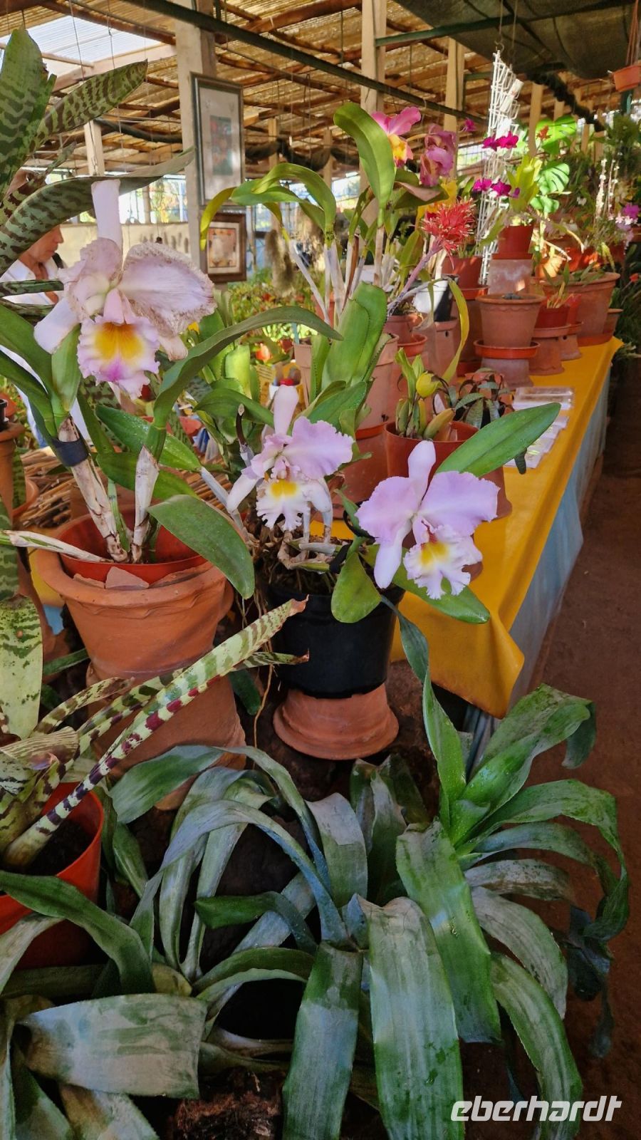 8-4_Orchideengarten Quinta da Boa Vista.jpg