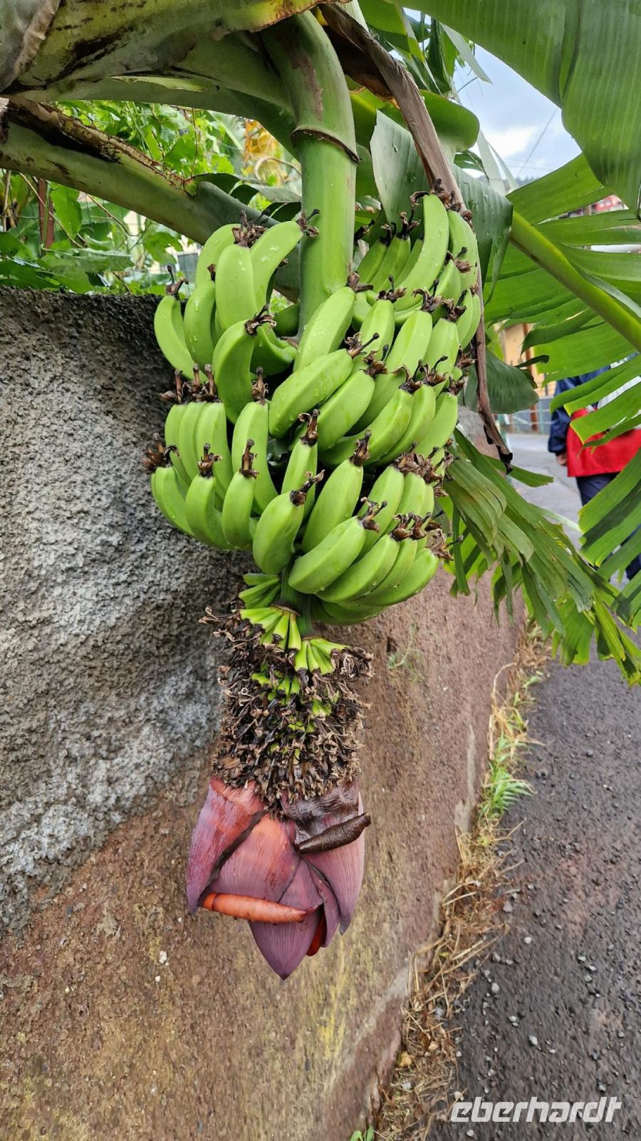 5-4_Levada-Wanderung Marocos.jpg