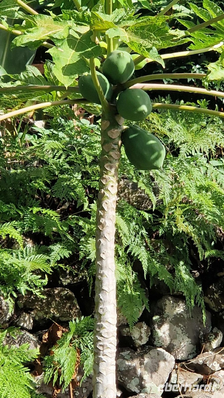 5-8_Levada-Wanderung Marocos.jpg