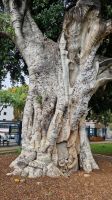 4-9_Baum in Funchal am Busbahnhof.jpg