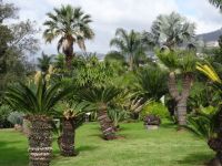 im Botanischen Garten von Funchal 