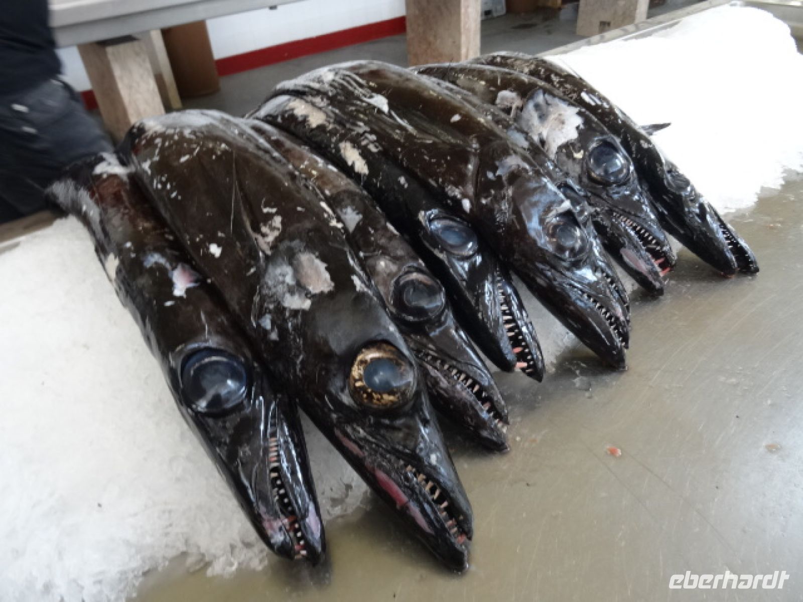 Markthalle von Funchal - schwarzer Degenfisch