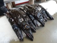 Markthalle von Funchal - schwarzer Degenfisch