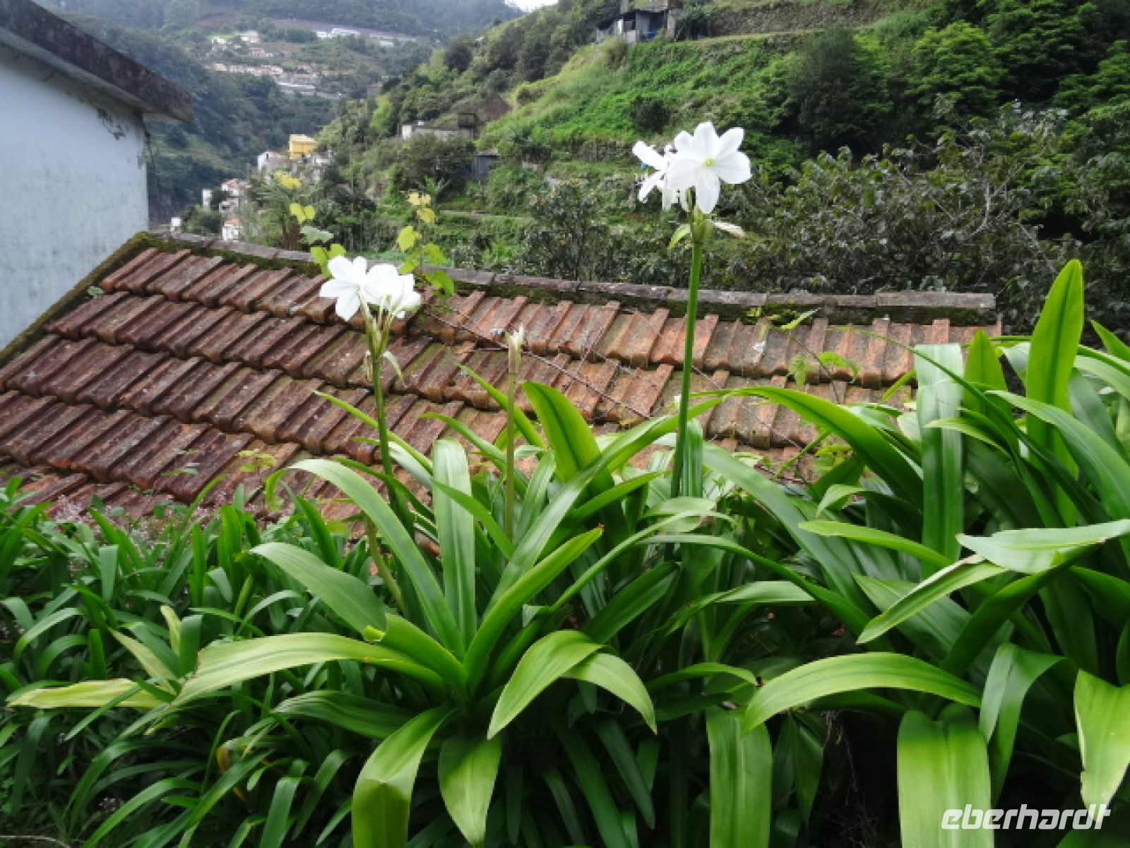 Levada-Wanderung und Amaryllis auf dem Dach