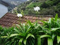 Levada-Wanderung und Amaryllis auf dem Dach