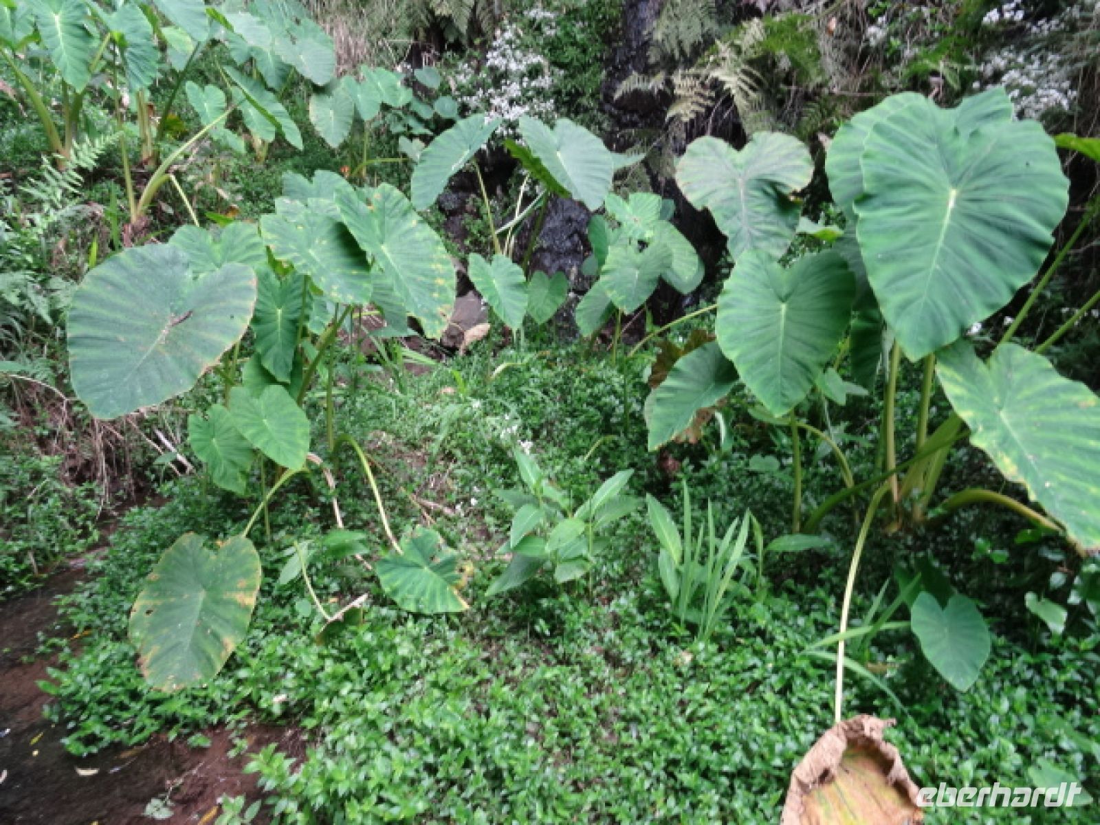 Yamswurzel entlang der Levada