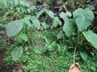 Yamswurzel entlang der Levada