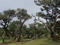 Final und der mystische Wald