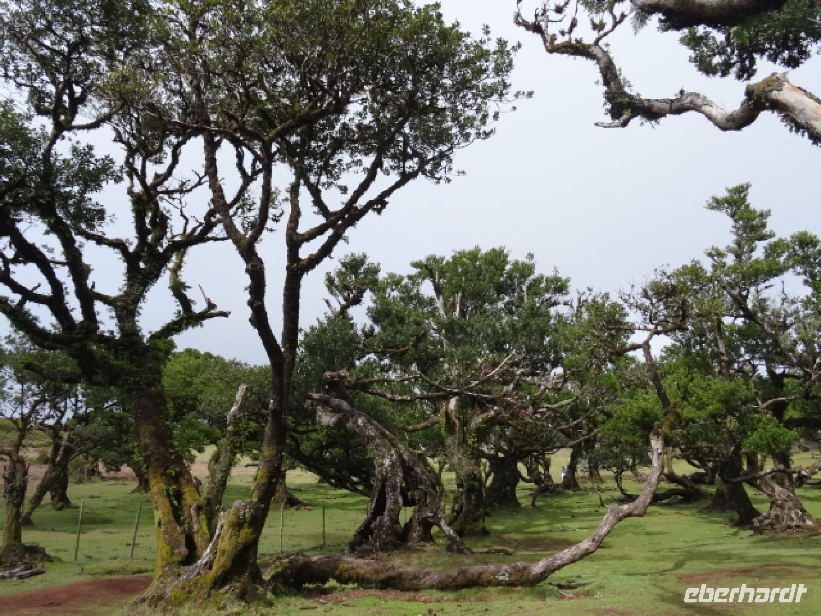 Funal + mystischer Wald 