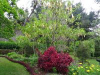 Trompetenbaum mit Eresina