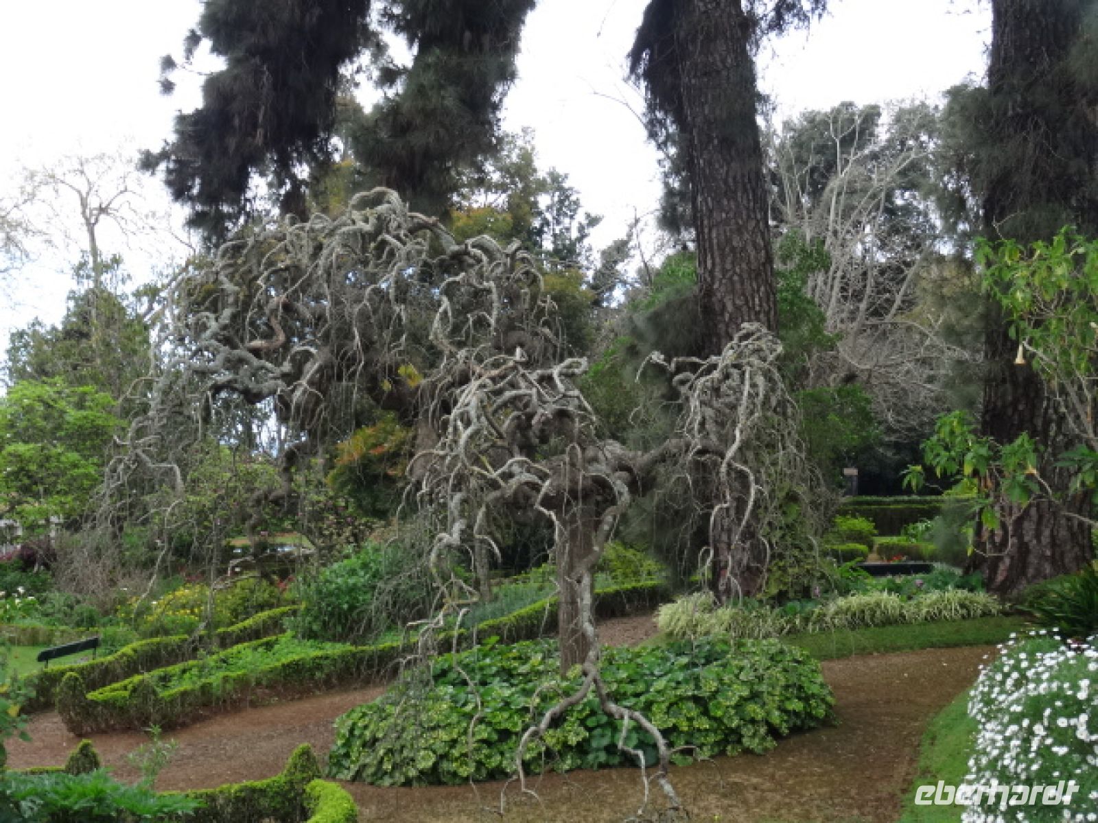 Japanischer Pagodenbaum