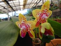 Quinta da Boa Vista in Funchal = Orchideengarten