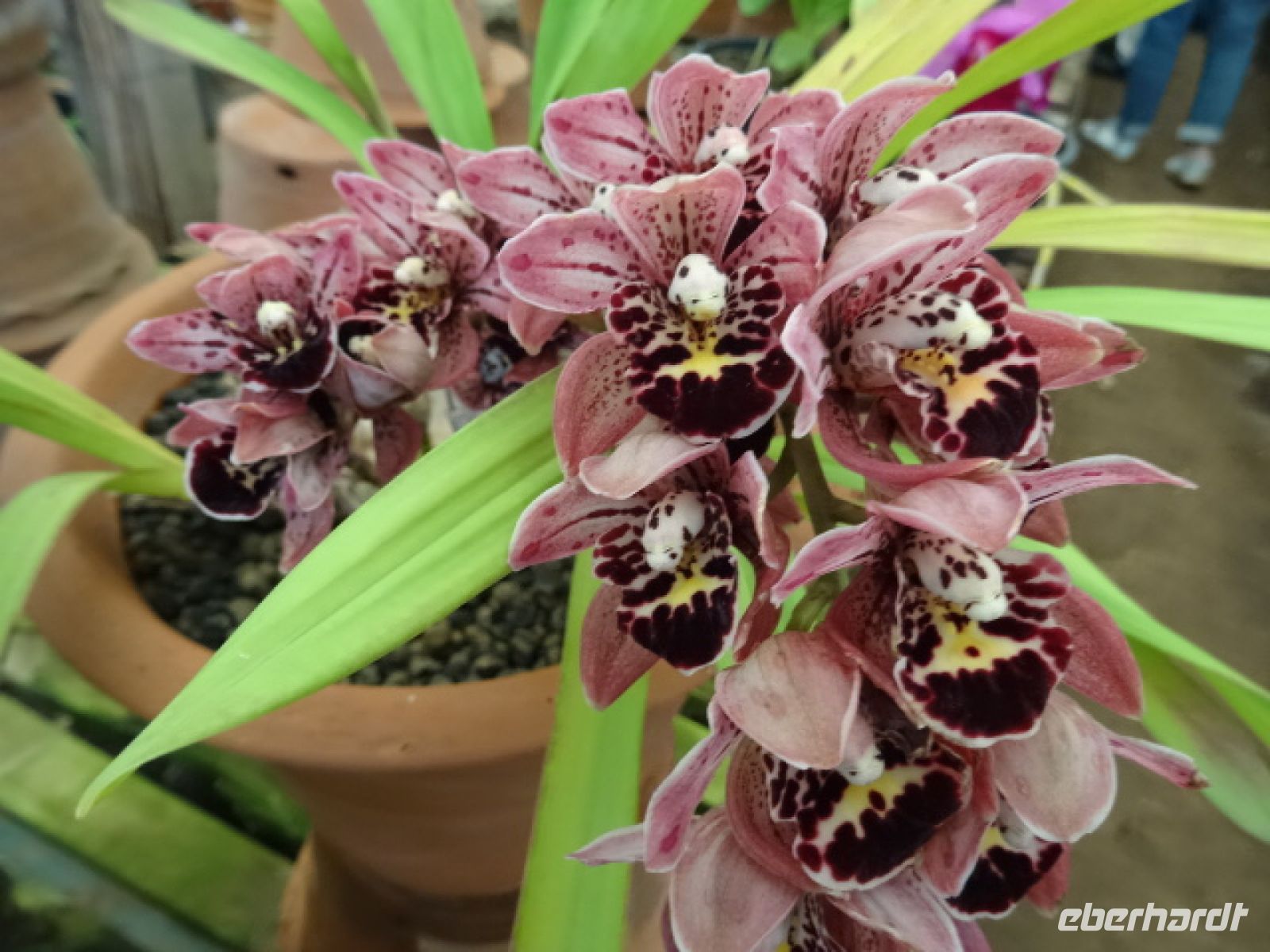 wunderschöne Orchidee