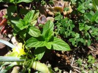 im Kräutergarten von Esmeralda in Funchal - Anato