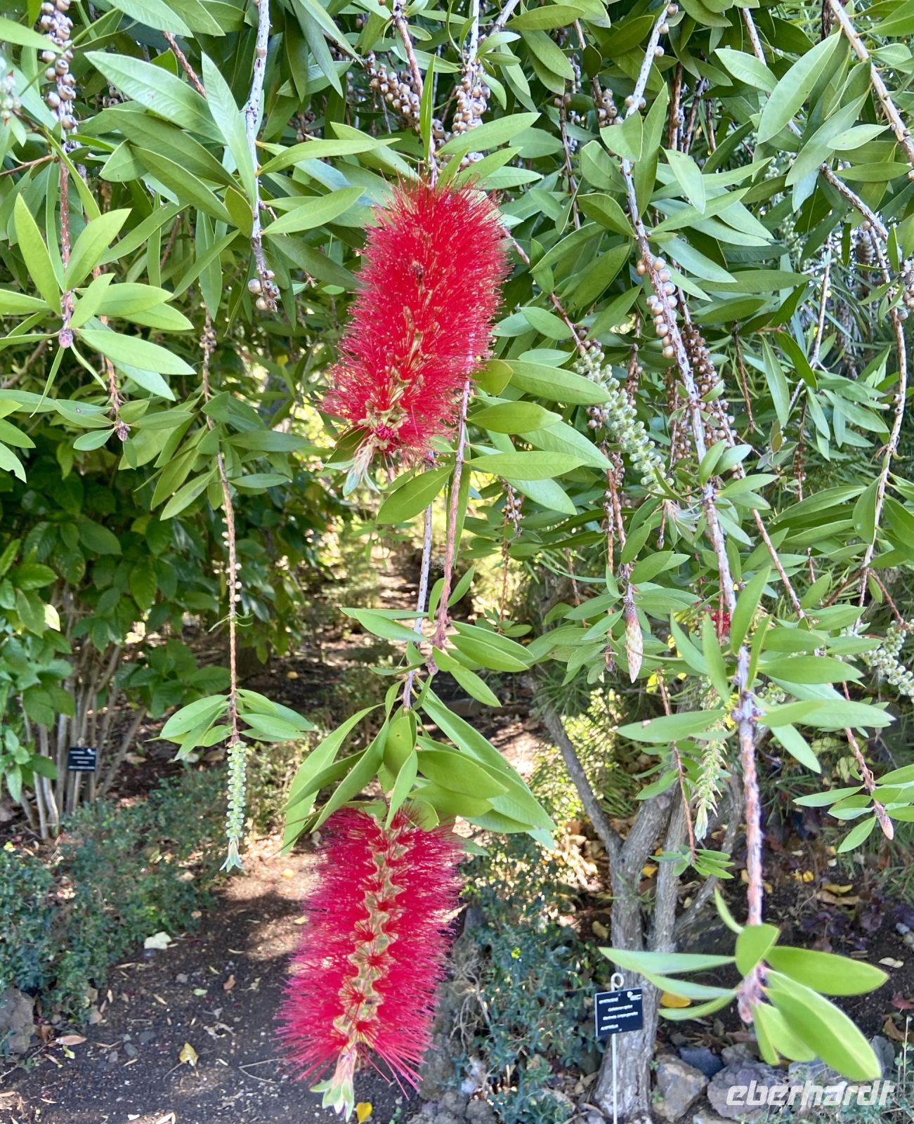 Karminroter Zylinderputzer