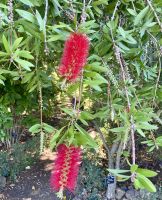 Karminroter Zylinderputzer