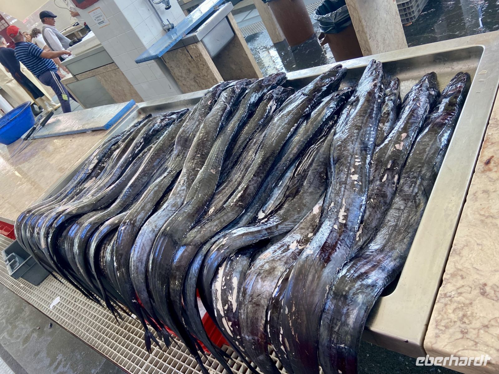 Degenfisch - nicht schön im Aussehen, aber köstlich im Geschmack