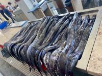 Degenfisch - nicht schön im Aussehen, aber köstlich im Geschmack