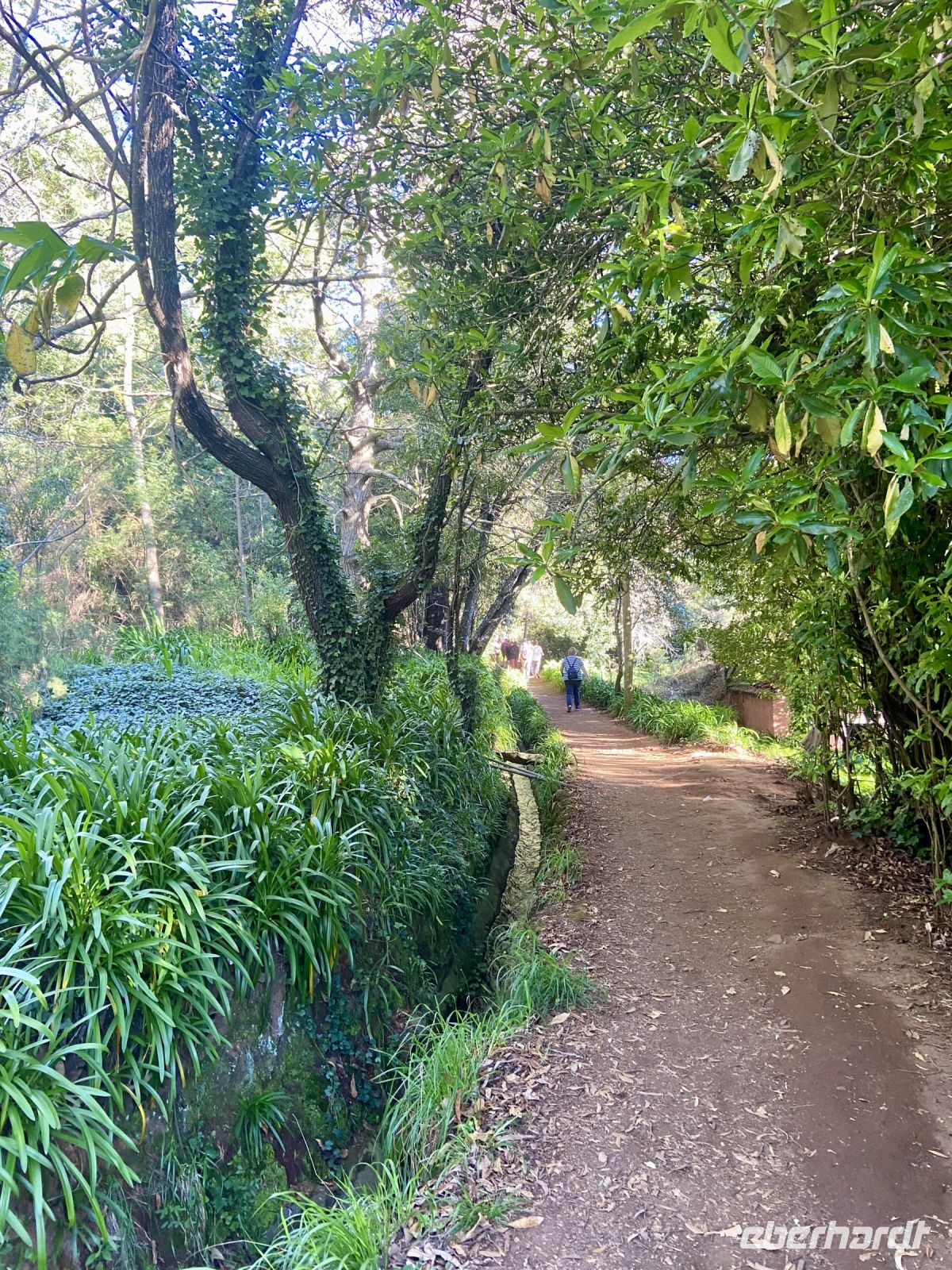 Schattiger Wanderweg