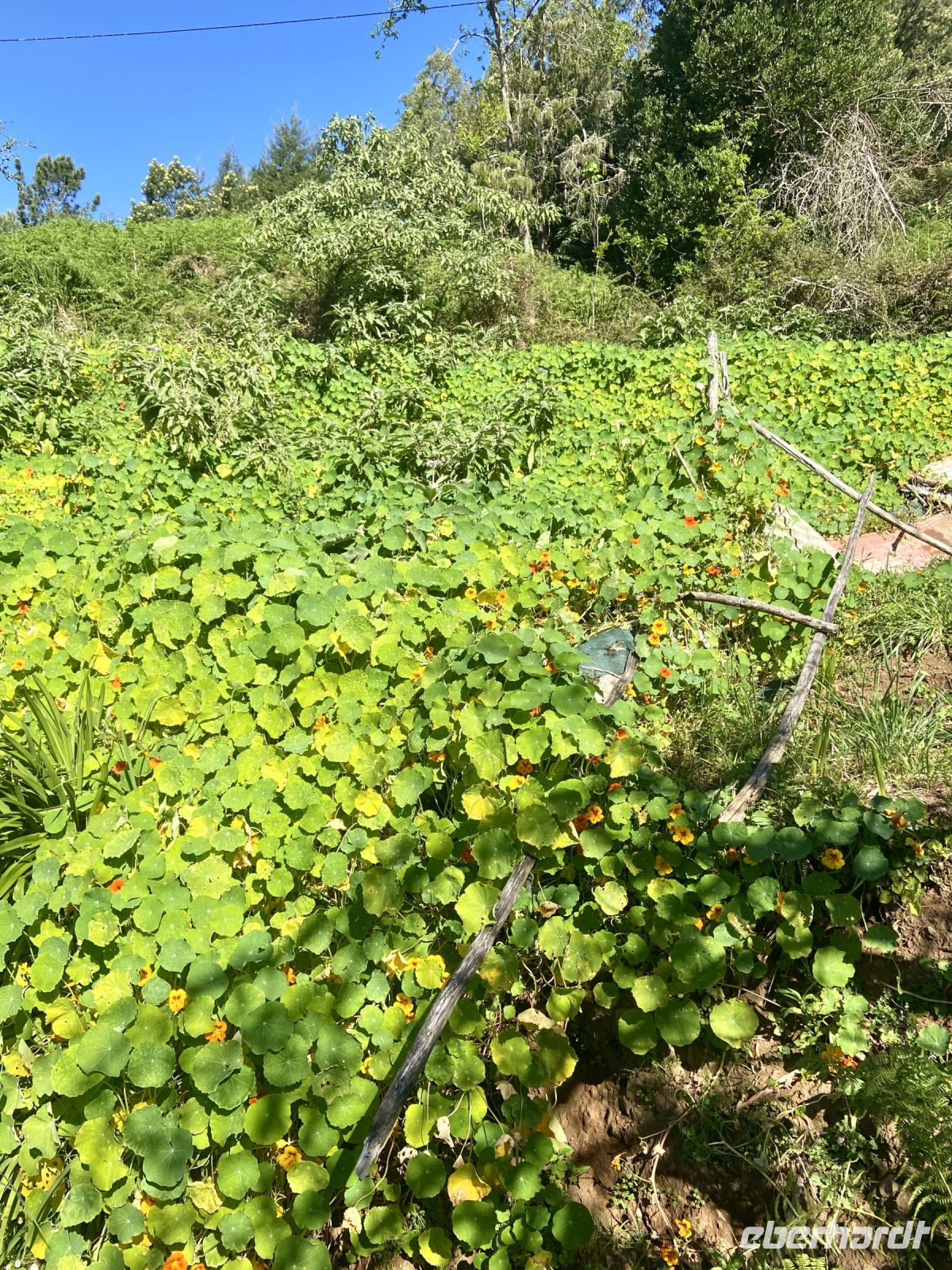 Kresse wächst auf Madeira in Hülle und Fülle