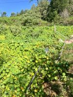 Kresse wächst auf Madeira in Hülle und Fülle