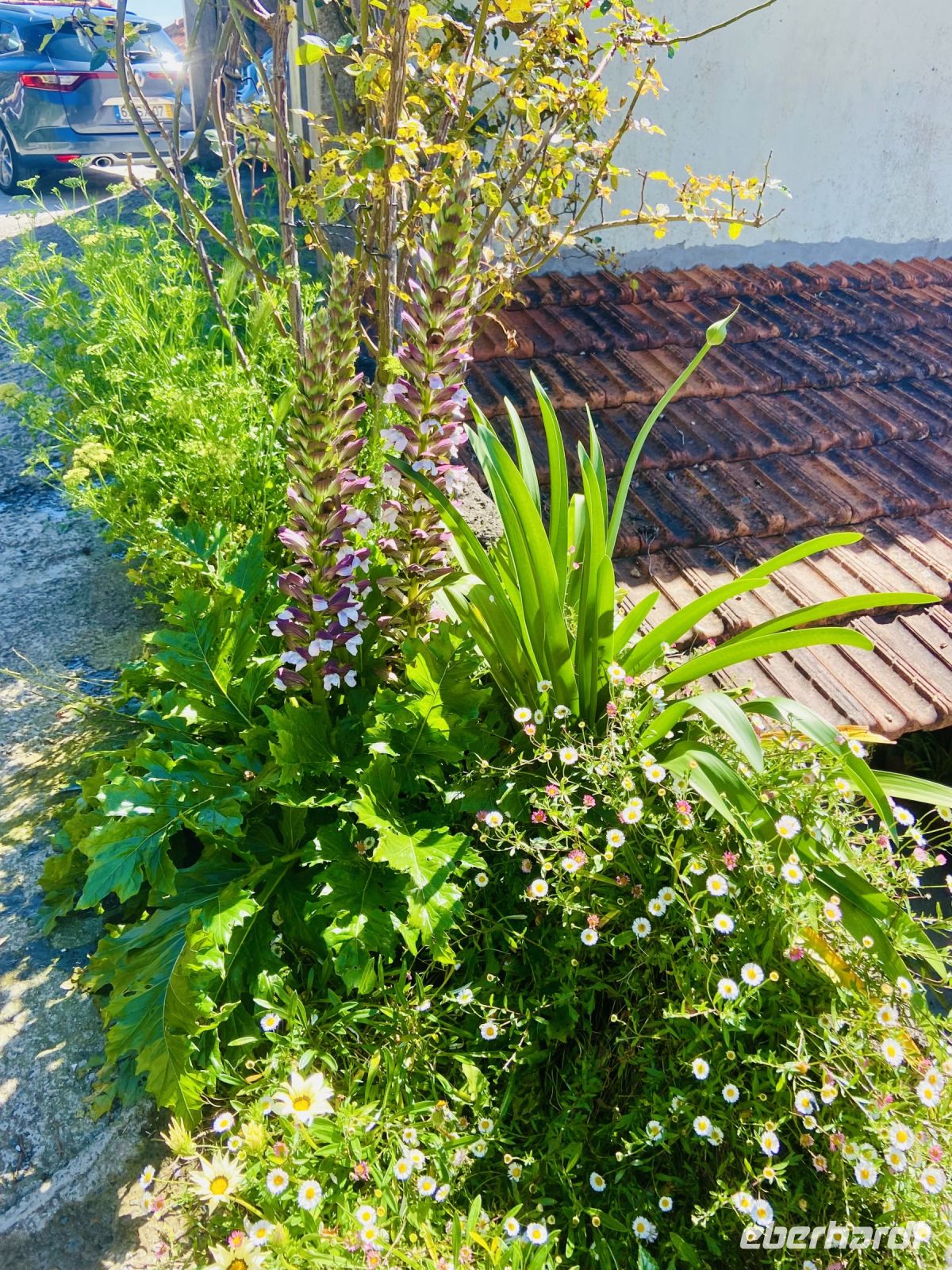 Blütenfülle am Wegesrand