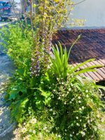 Blütenfülle am Wegesrand