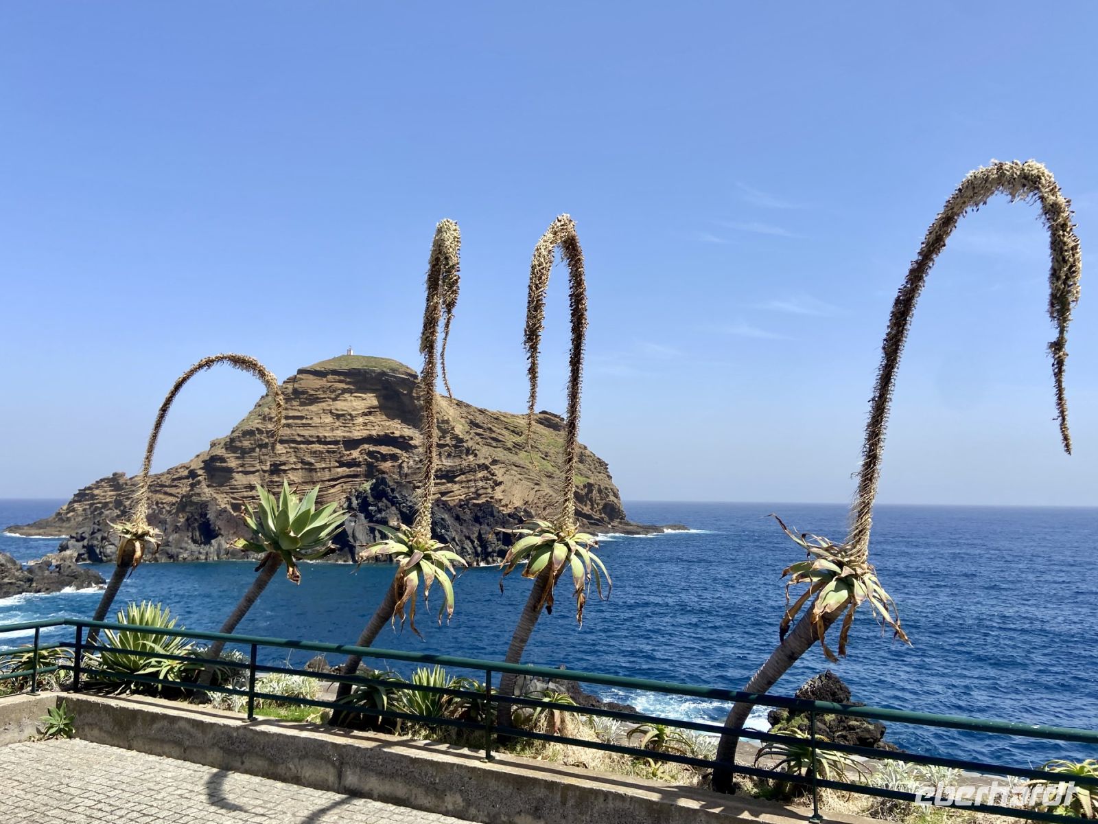 Verblühte Agaven vor dem Meer