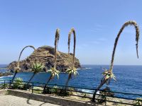 Verblühte Agaven vor dem Meer