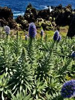 Natternkopf - der Stolz von Madeira