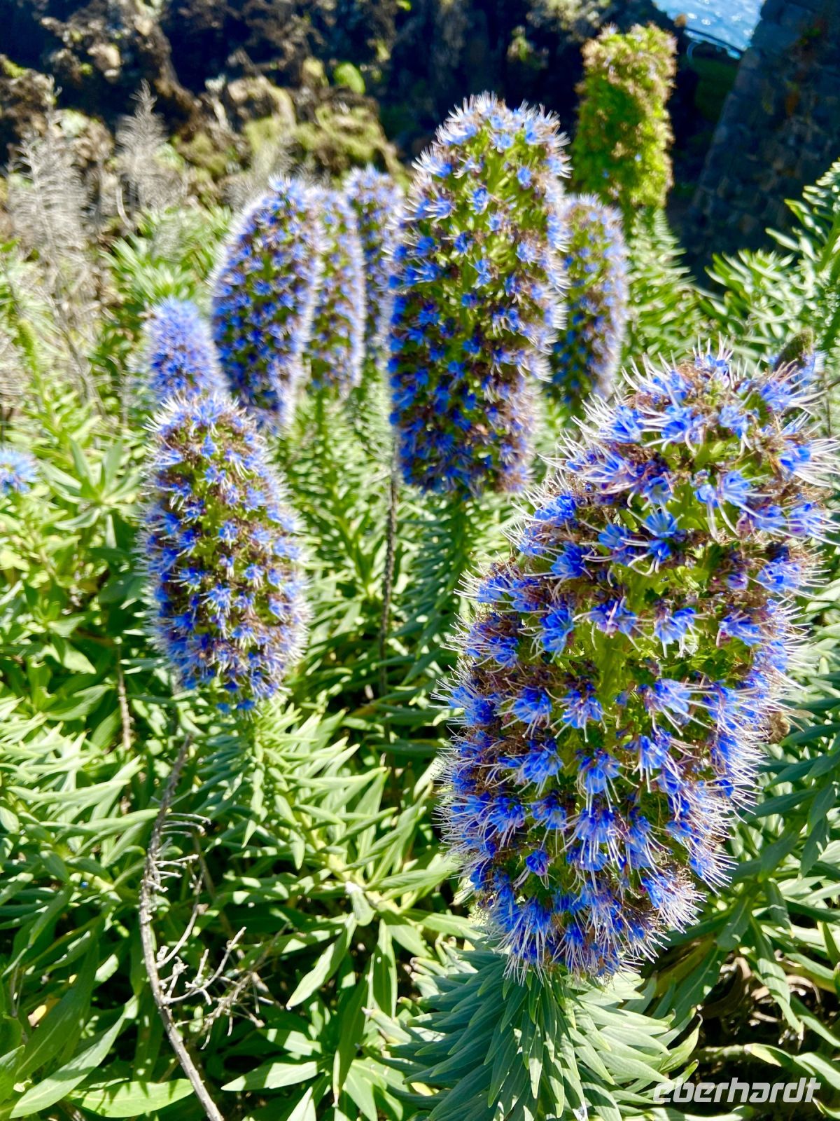 Blüte Natternkopf (Echium candicans)