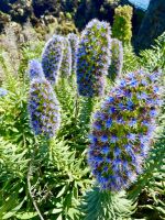 Blüte Natternkopf (Echium candicans)