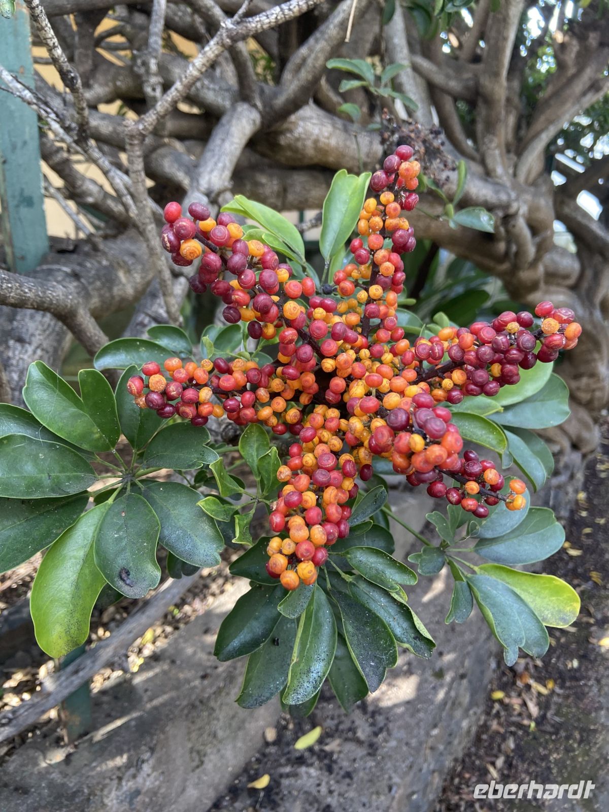 Blüte der Strahlenaralie
