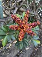 Blüte der Strahlenaralie