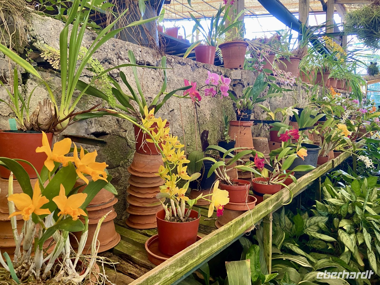 Gewächshaus 