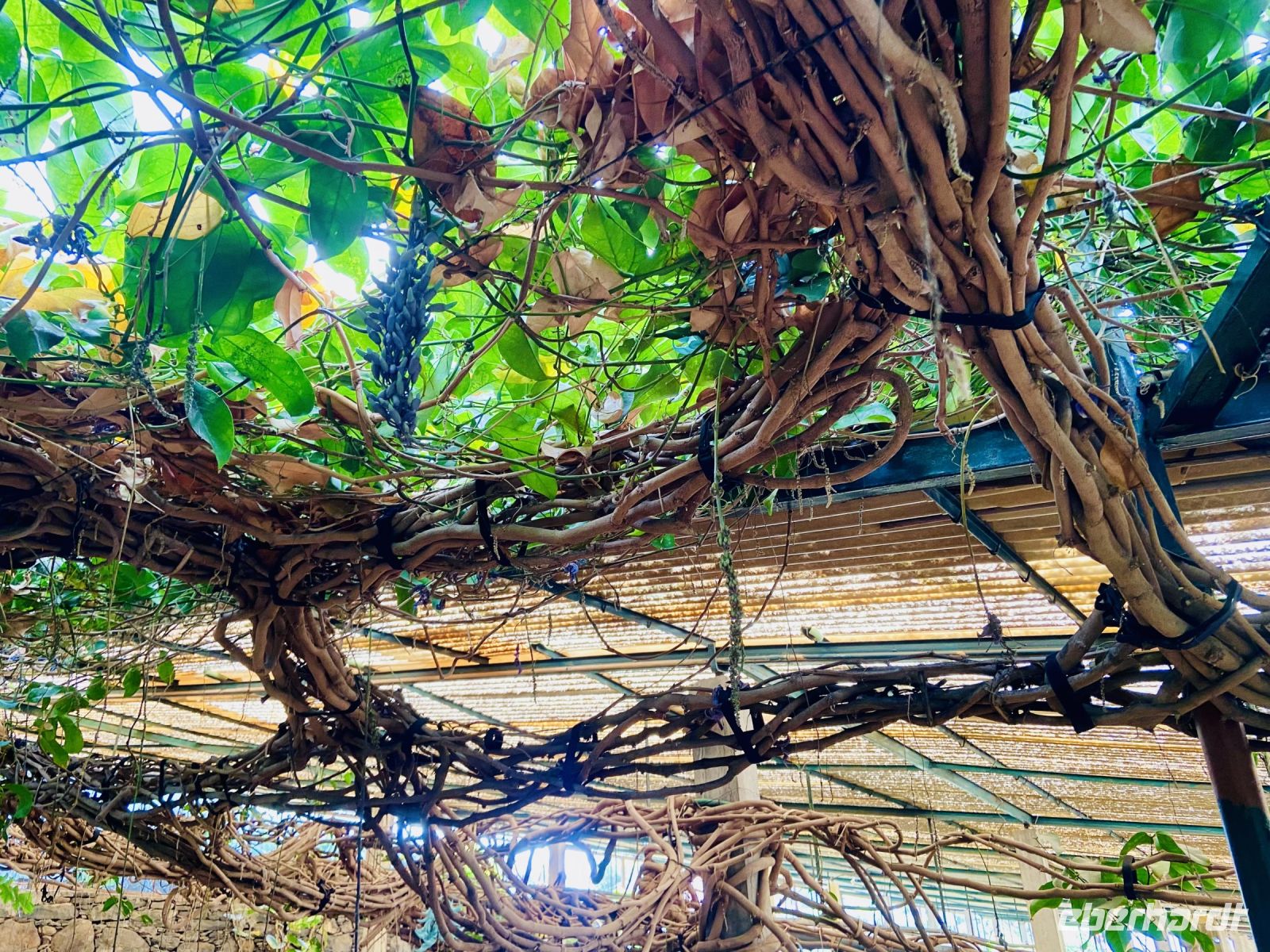 Die Kletterpflanze bildet ein Dach