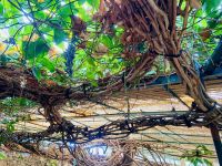 Die Kletterpflanze bildet ein Dach