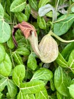 Aristolochia trilobata