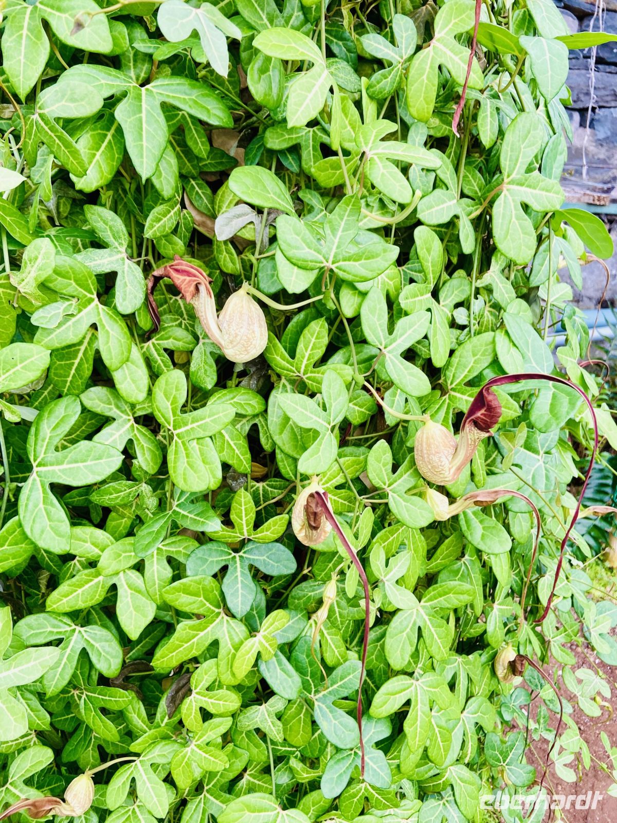 Üppige Schlingpflanze