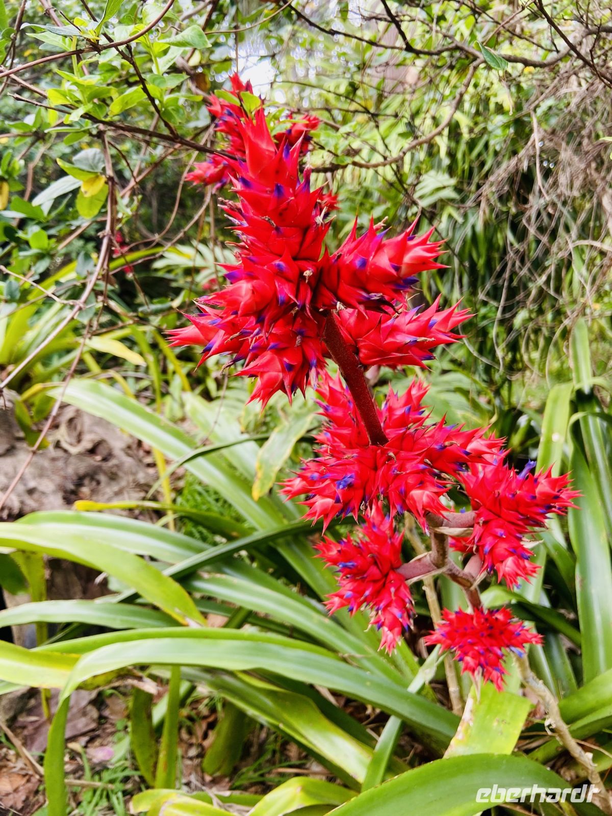 Hohenbergia stellata
