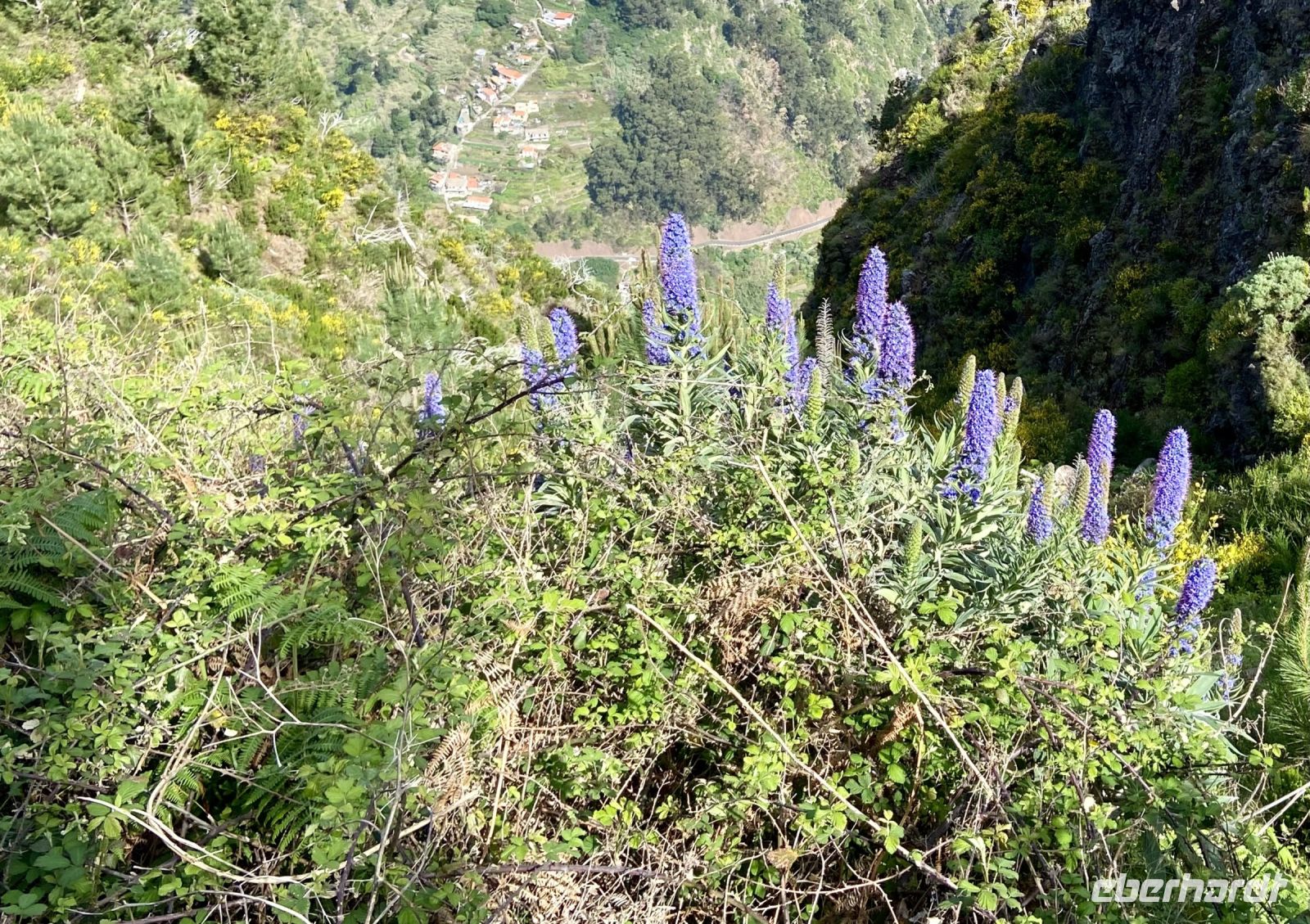 Der „Stolz Madeiras“ blüht am Wegesrand