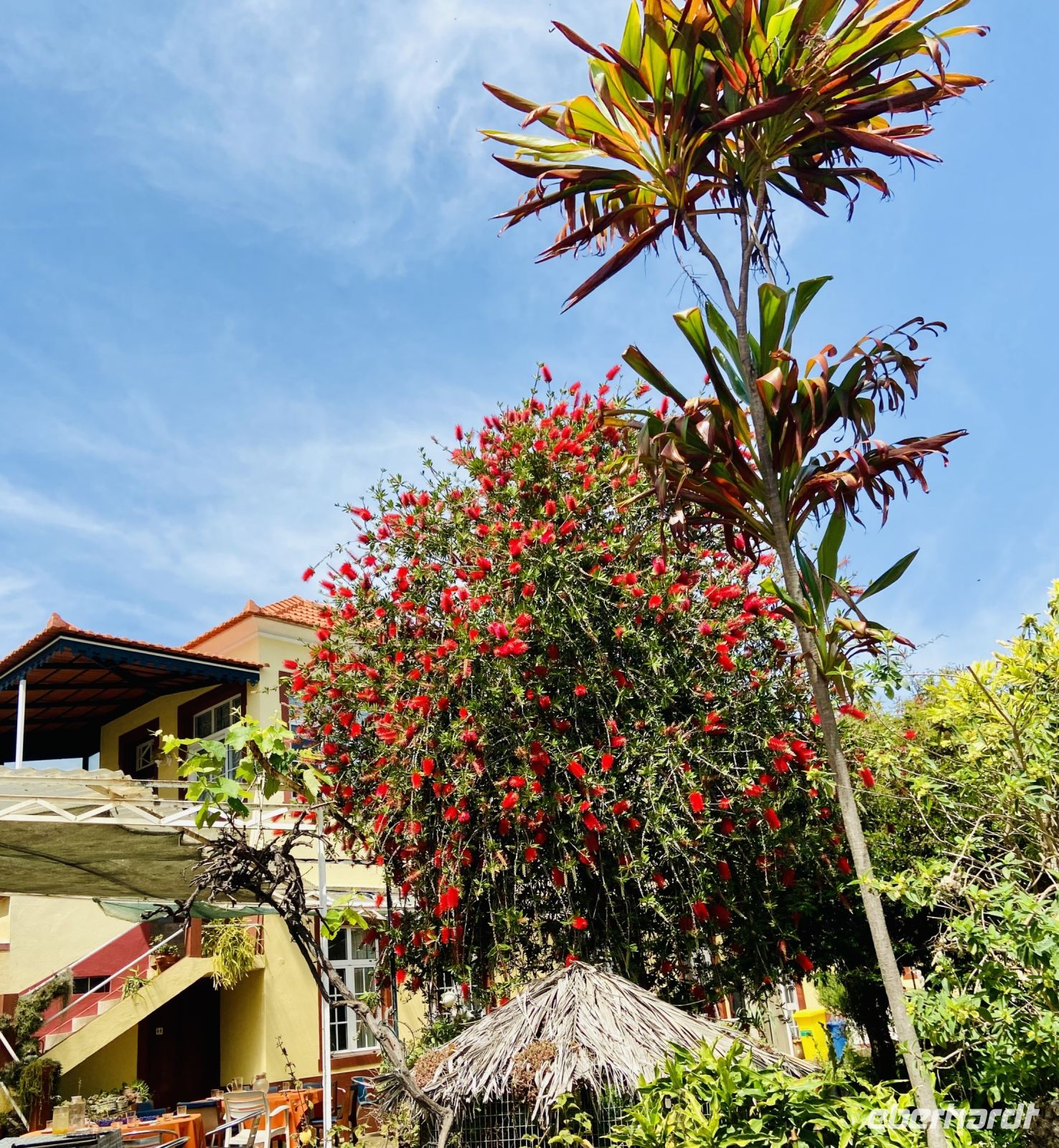 Zylinderputzer in voller Blüte