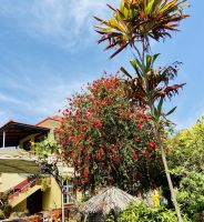 Zylinderputzer in voller Blüte