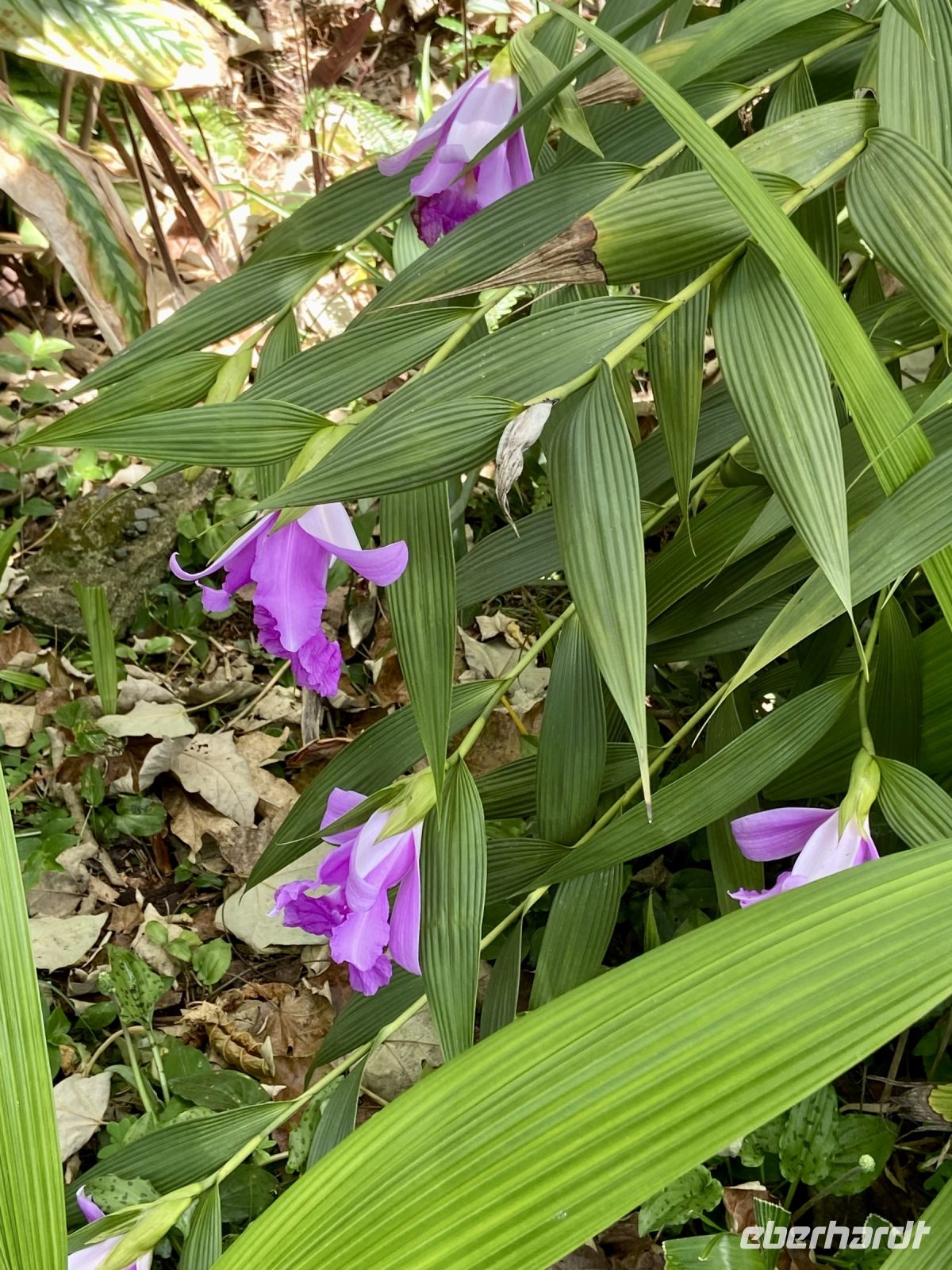 Heimat ist Guatemala 